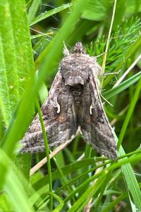 <i>Autographa gamma</i>