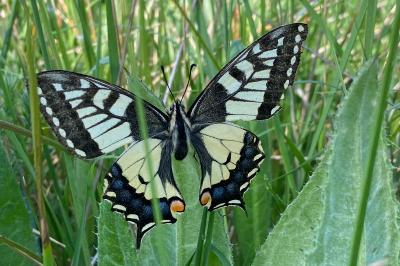 <i>Papilio machaon</i>