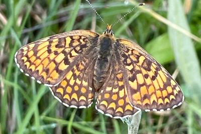 <i>Melitaea phoebe</i>