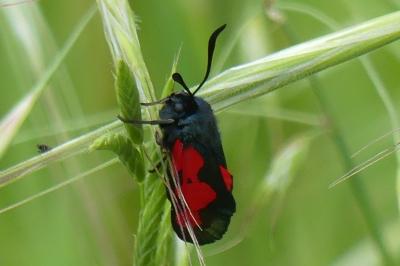 <i>Zygaena trifolii</i>