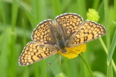 <i>Melitaea cinxia</i>