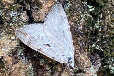 <i>Aplocera</i>