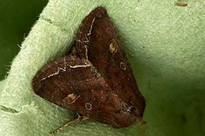 Lacanobia oleracea