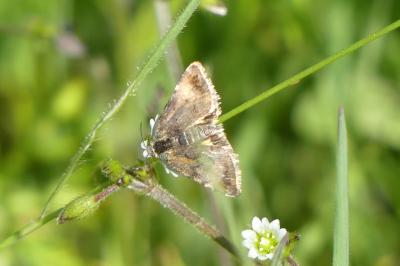 <i>Panemeria tenebrata</i>