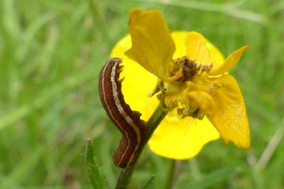 <i>Eugnorisma glareosa</i>