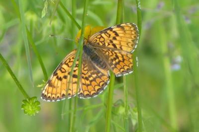 <i>Melitaea phoebe</i>