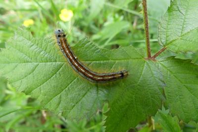 <i>Malacosoma neustria</i>