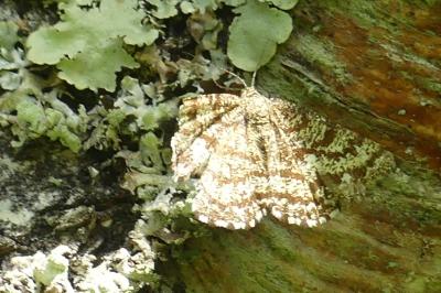 <i>Ematurga atomaria</i>