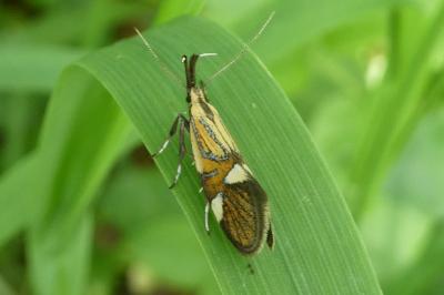 <i>Alabonia geoffrella</i>