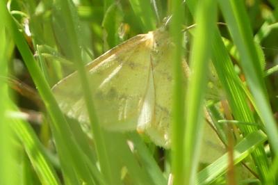 <i>Aspitates ochrearia</i>