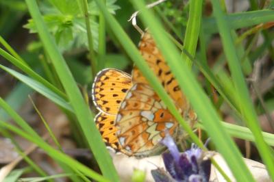 <i>Boloria euphrosyne</i>