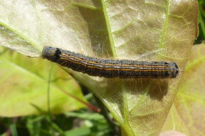 <i>Malacosoma neustria</i>