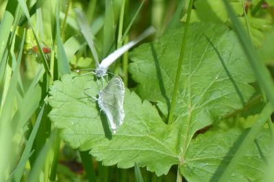 <i>Leptidea sinapis</i>