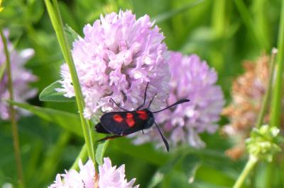 <i>Zygaena trifolii</i>