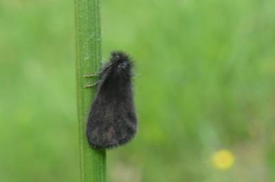 <i>Epichnopterix</i>