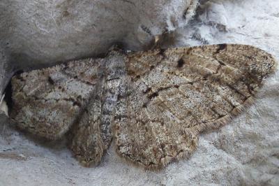 <i>Peribatodes rhomboidaria</i>