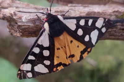 <i>Arctia villica</i>