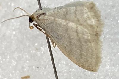 <i>Idaea subsericeata</i>