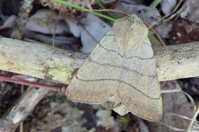 <i>Charanyca trigrammica</i>