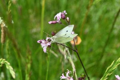 <i>Pieris rapae</i>