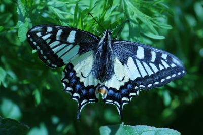 <i>Papilio machaon</i>