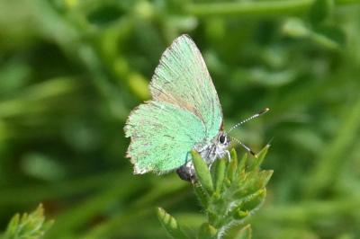 <i>Callophrys rubi</i>