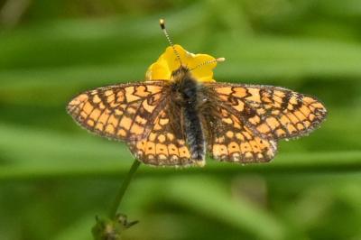 <i>Euphydryas aurinia</i>