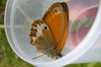 <i>Coenonympha arcania</i>