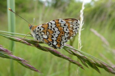 <i>Melitaea cinxia</i>