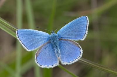 <i>Lysandra bellargus</i>