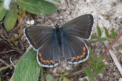 <i>Lysandra bellargus</i>