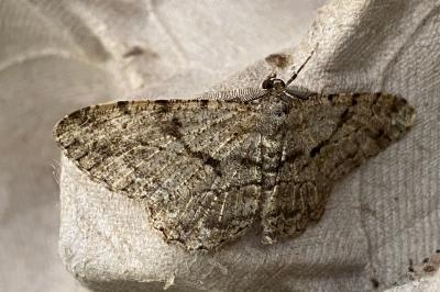 <i>Peribatodes rhomboidaria</i>
