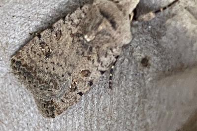 <i>Caradrina clavipalpis</i>