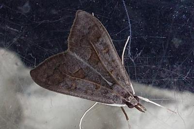 <i>Mecyna asinalis</i>