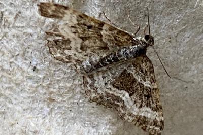 <i>Epirrhoe alternata</i>