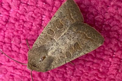 <i>Hoplodrina ambigua</i>