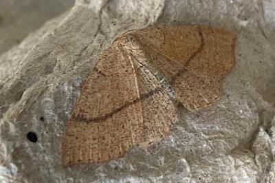 <i>Cyclophora ruficiliaria</i>