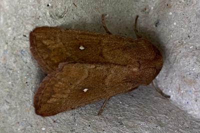 <i>Mythimna albipuncta</i>