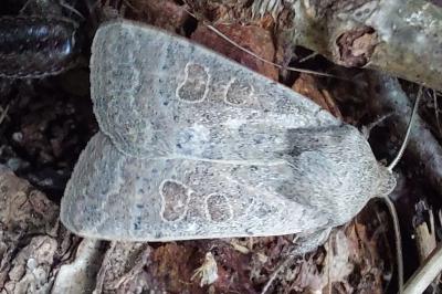 <i>Hoplodrina ambigua</i>