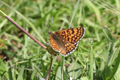 <i>Melitaea cinxia</i>