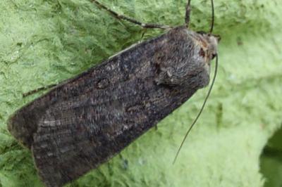 <i>Agrotis segetum</i>