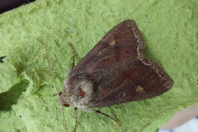 Lacanobia oleracea