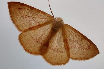 <i>Hylaea fasciaria</i>