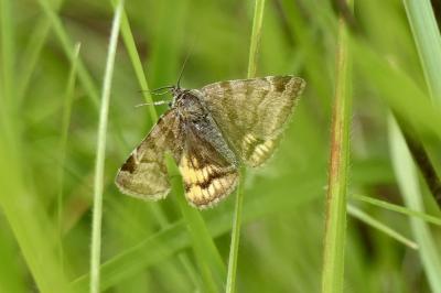 <i>Euclidia glyphica</i>
