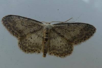 <i>Idaea seriata</i>