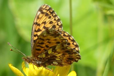 <i>Boloria dia</i>