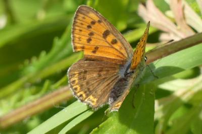 <i>Lycaena tityrus</i>
