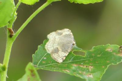 <i>Stegania trimaculata</i>