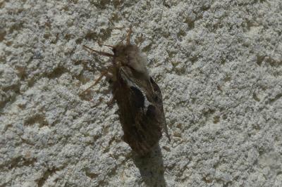 <i>Korscheltellus lupulinus</i>