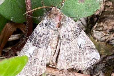 <i>Tethea or</i>